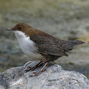 White-throated Dipper